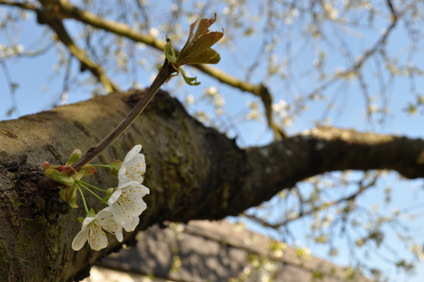 Kirschblüten