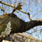 Kirschblüten