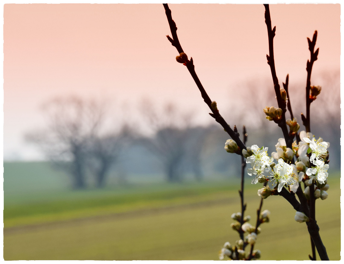 Kirschblüten