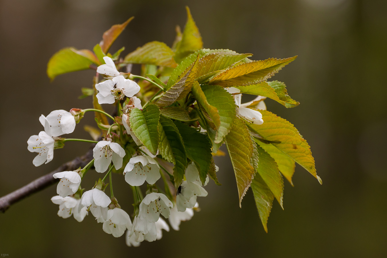 Kirschblüten