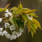 Kirschblüten