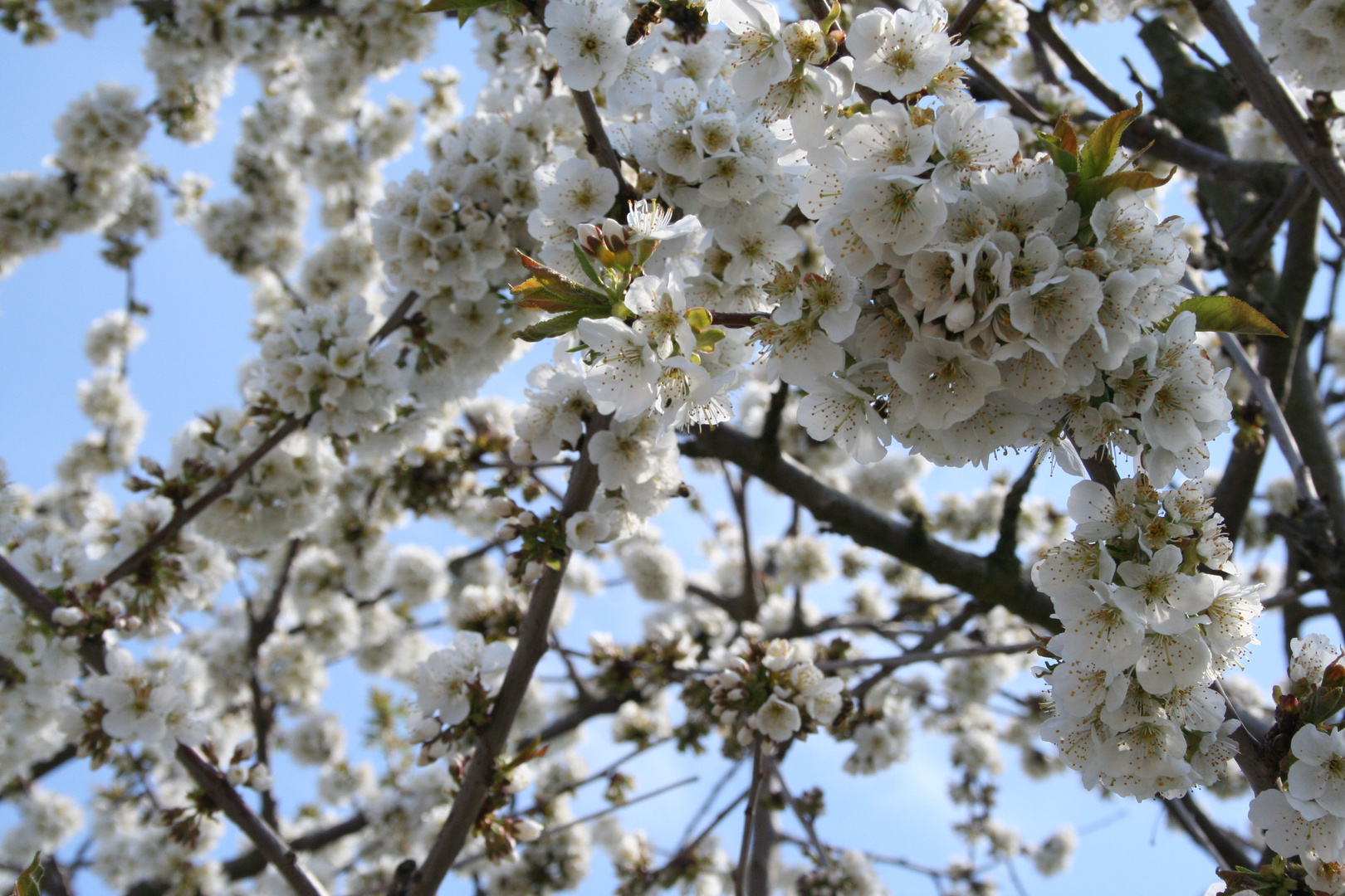 Kirschblüten