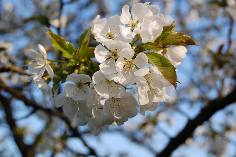 Kirschblüten