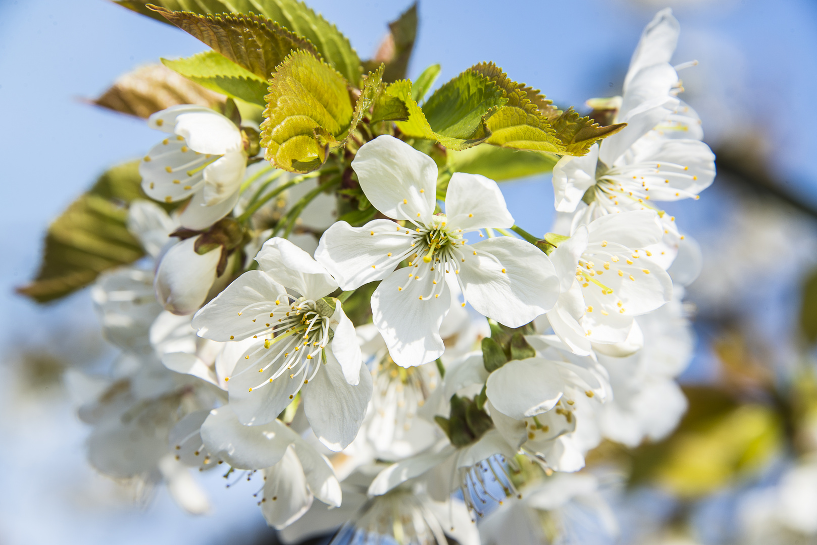 Kirschblüten