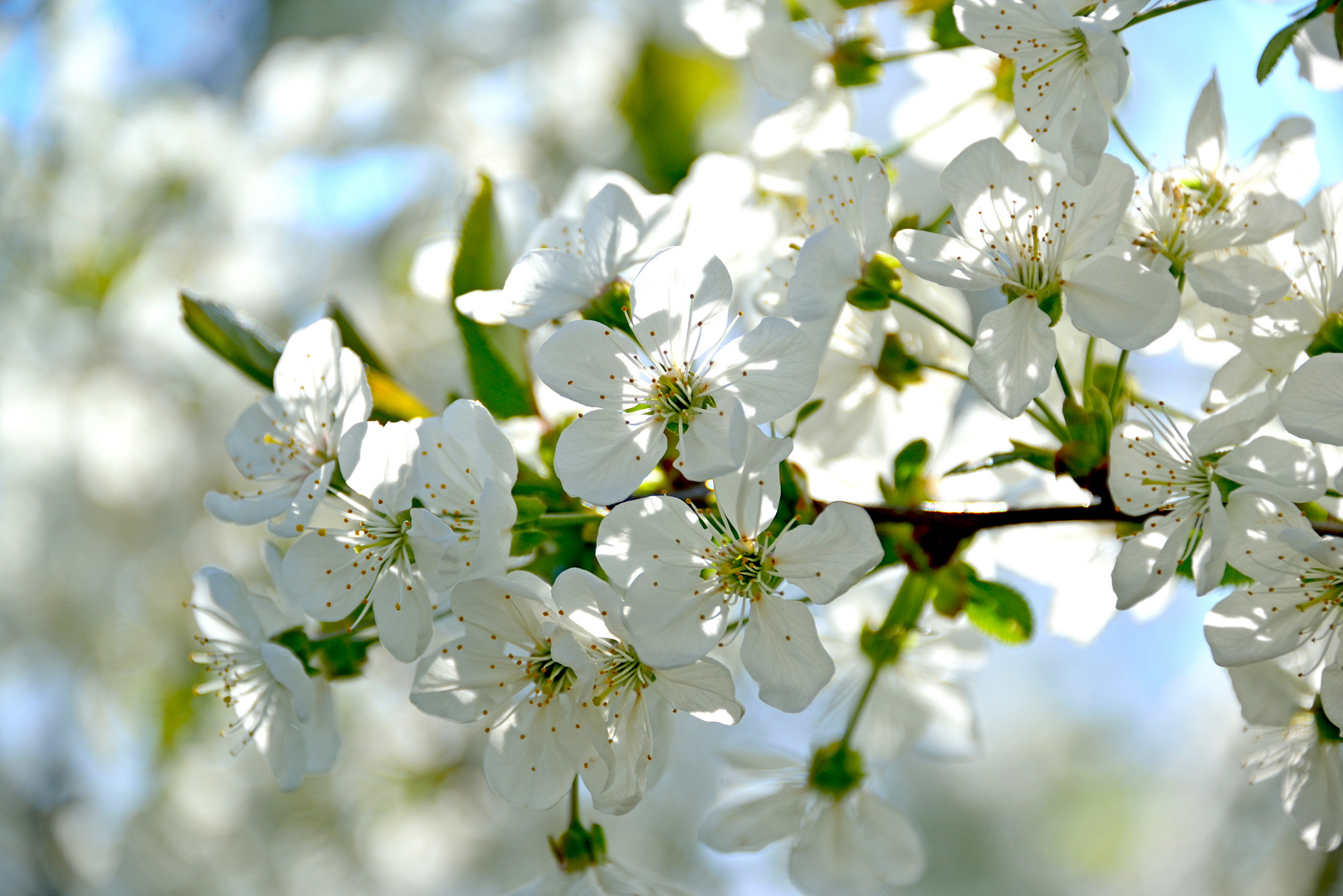 Kirschblüten