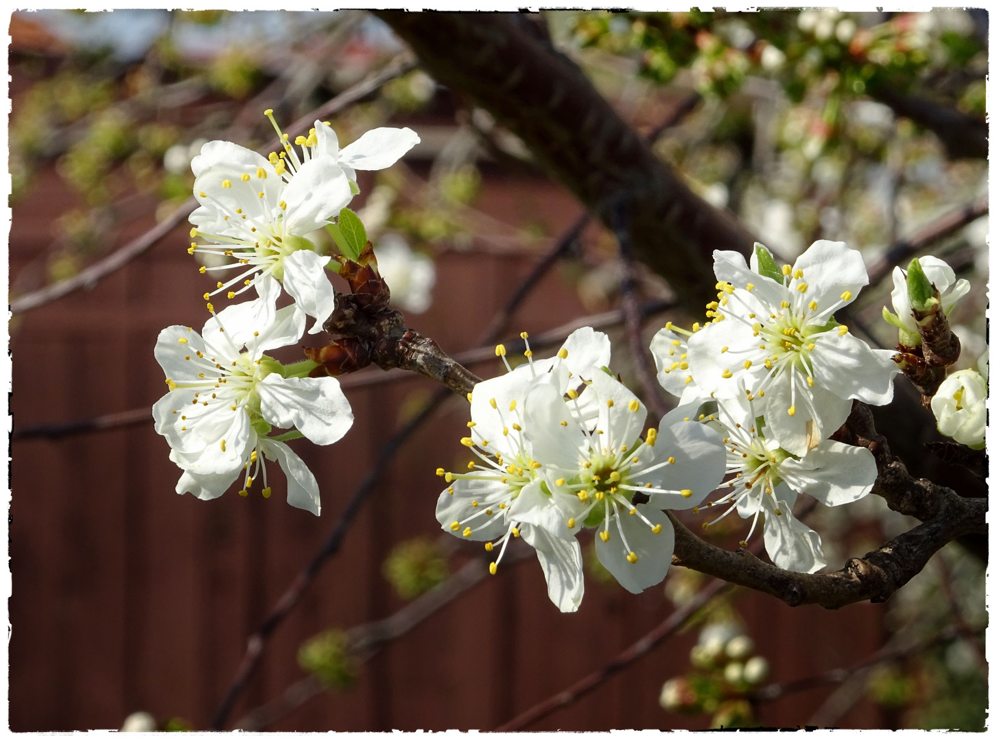 Kirschblüten