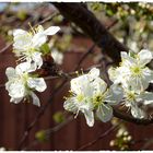 Kirschblüten