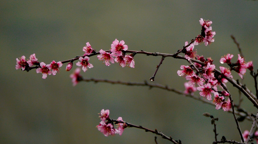 Kirschblüten ?