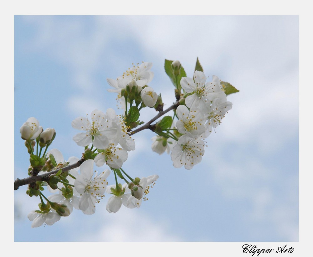 Kirschblüten