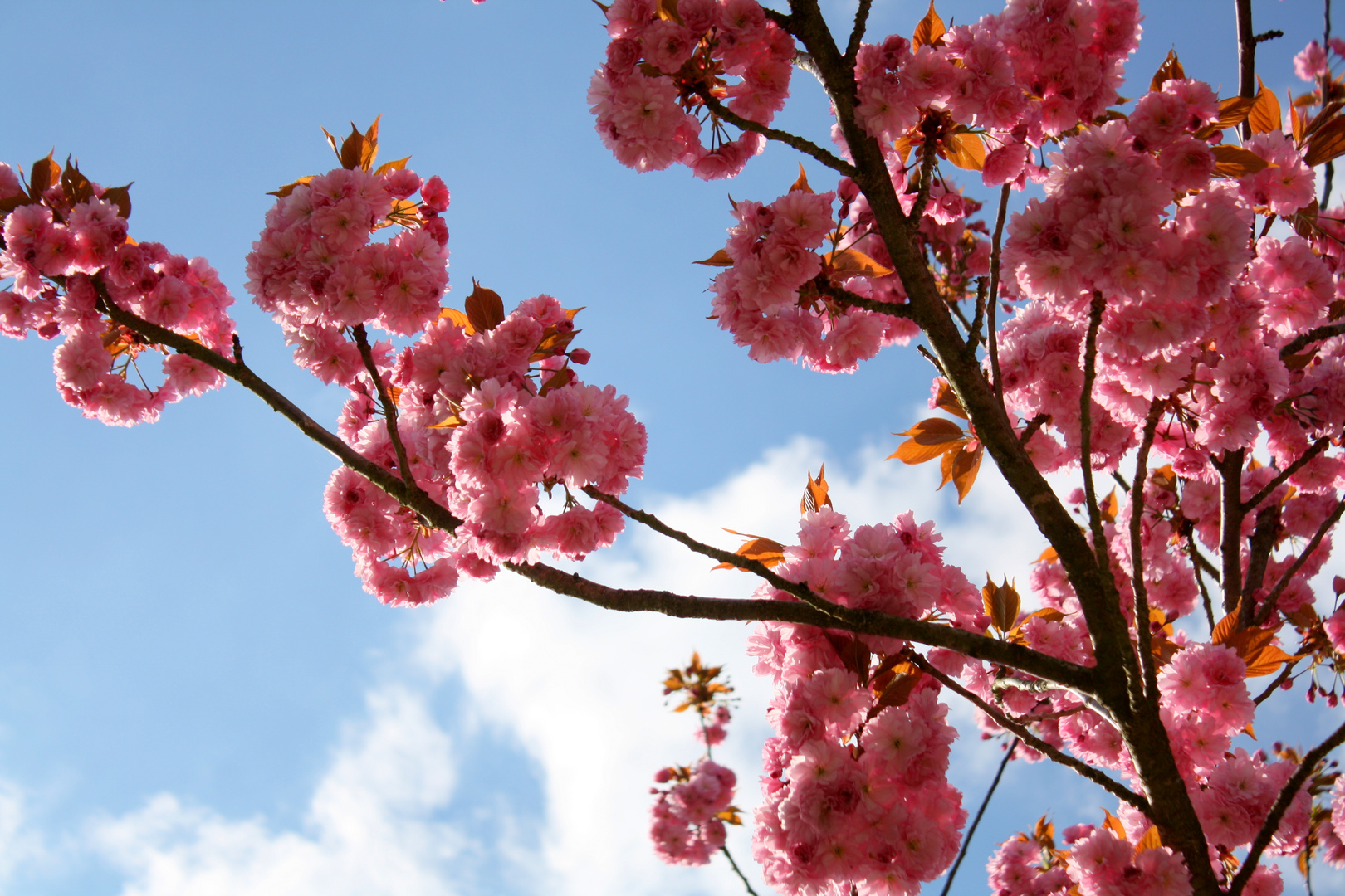 Kirschblüten