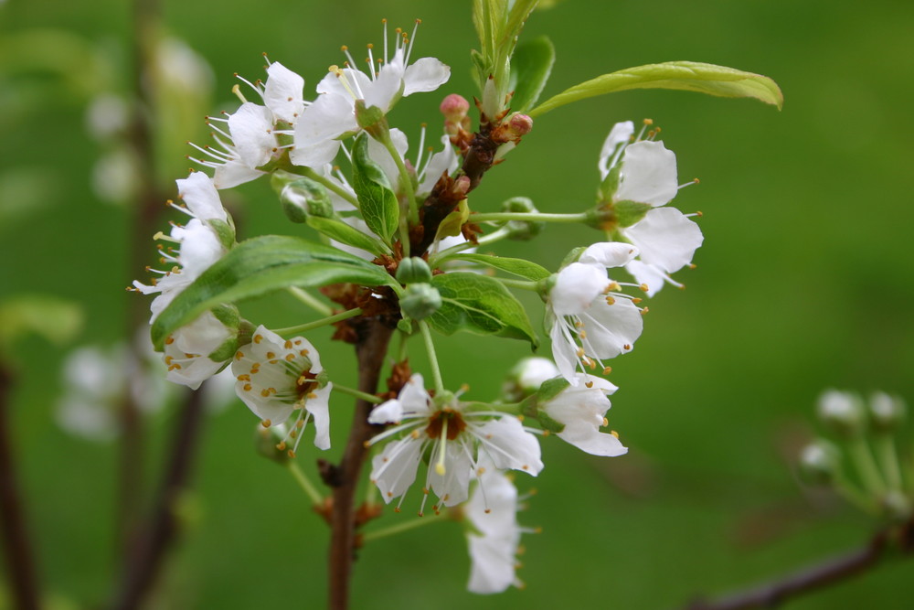 Kirschblüten