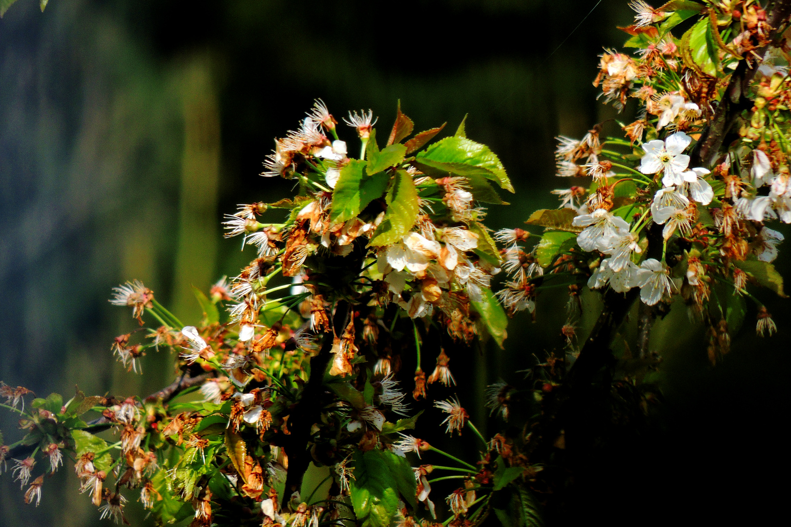 Kirschblüten