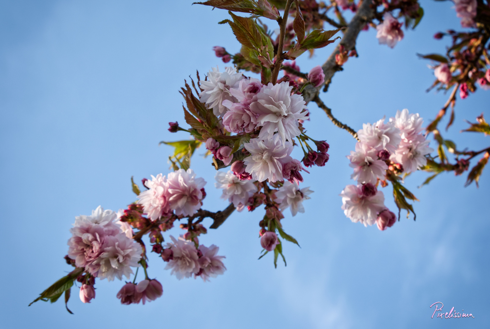 Kirschblüten