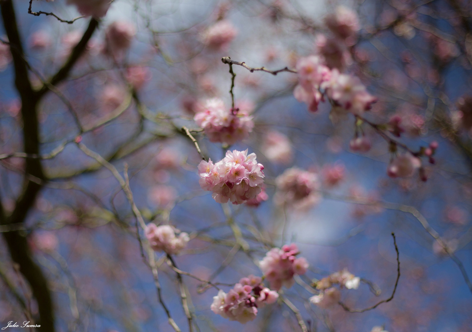 Kirschblüten