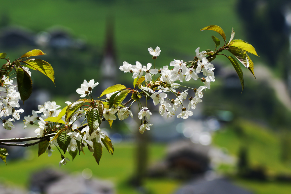 Kirschblüten.....