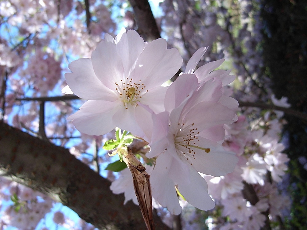 Kirschblüten