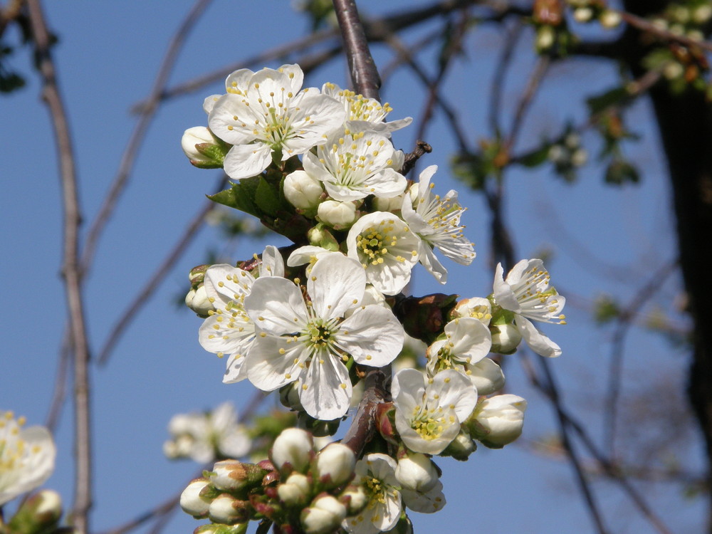 Kirschblüten