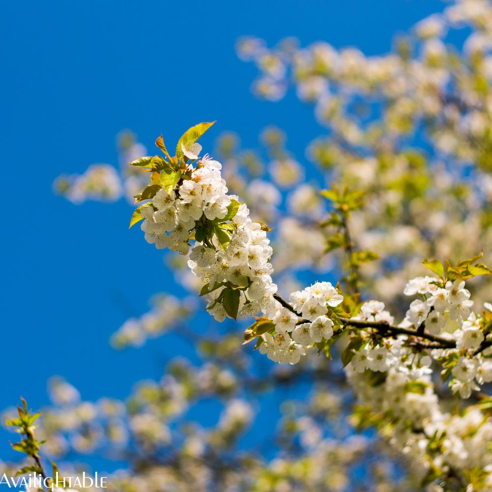 Kirschblüten