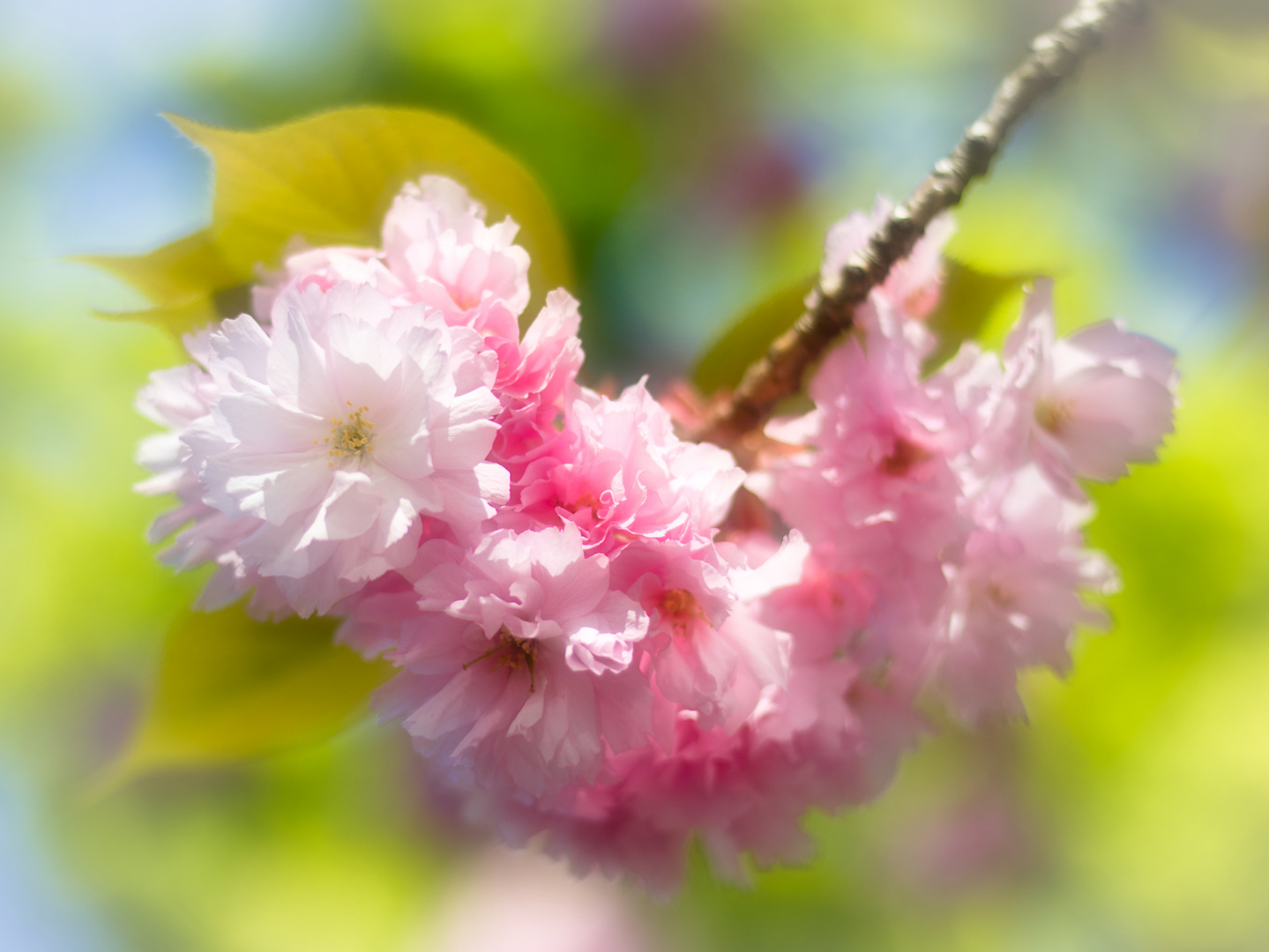 Kirschblüten