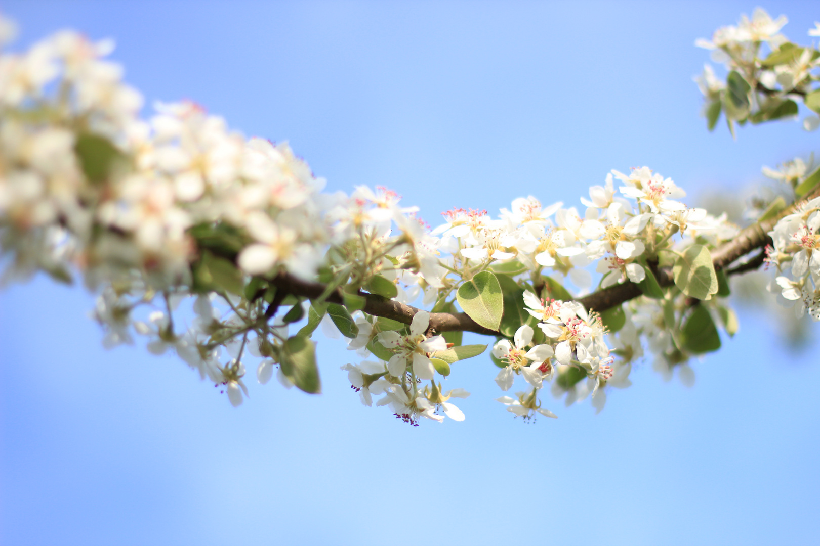 Kirschblüten