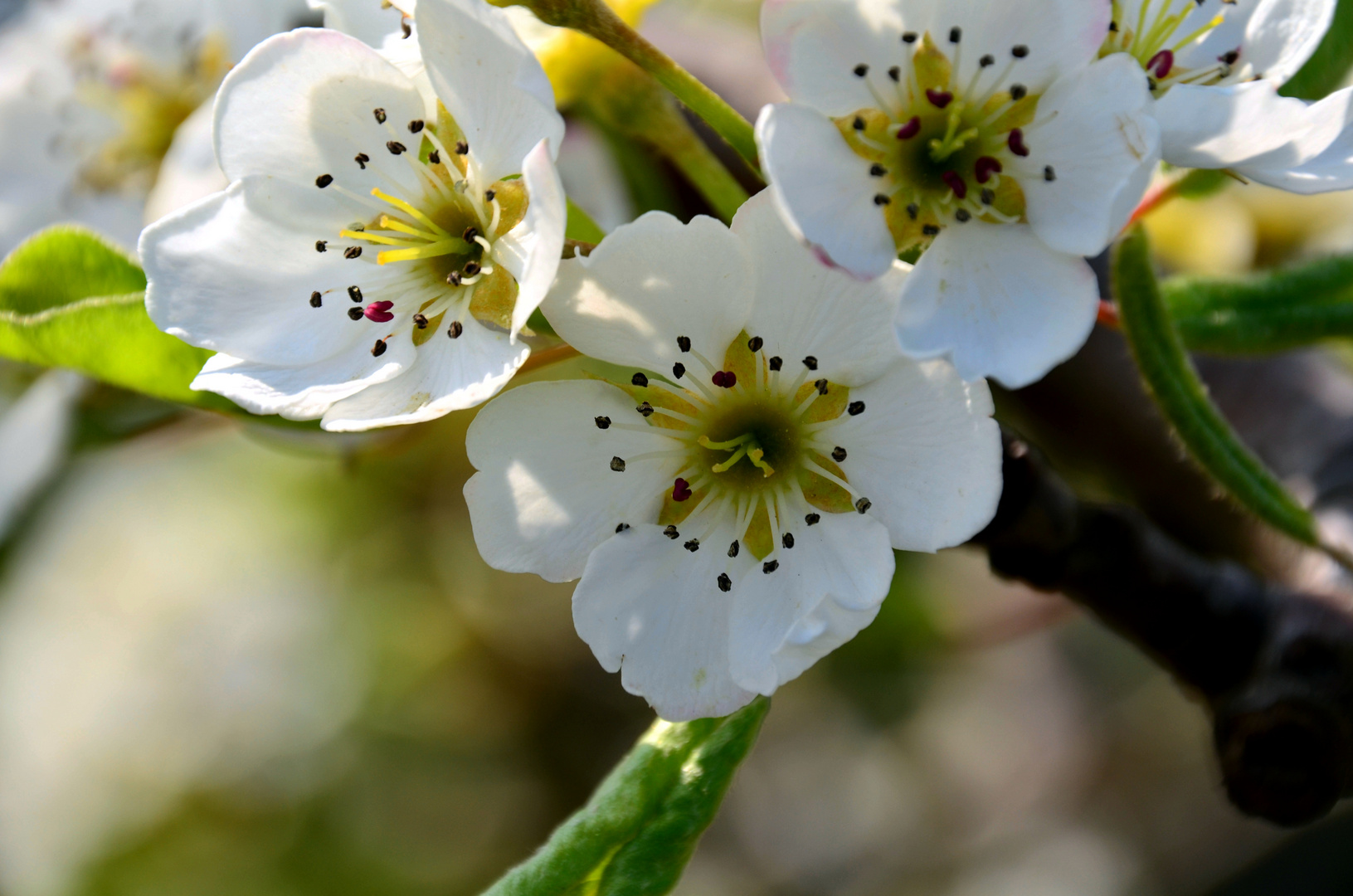 Kirschblüten