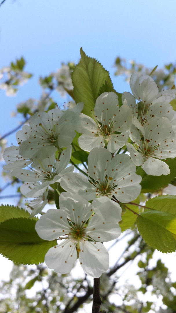 Kirschblüten