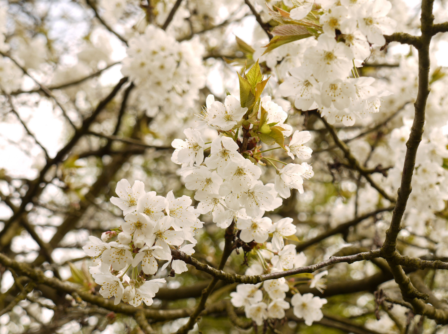 Kirschblüten