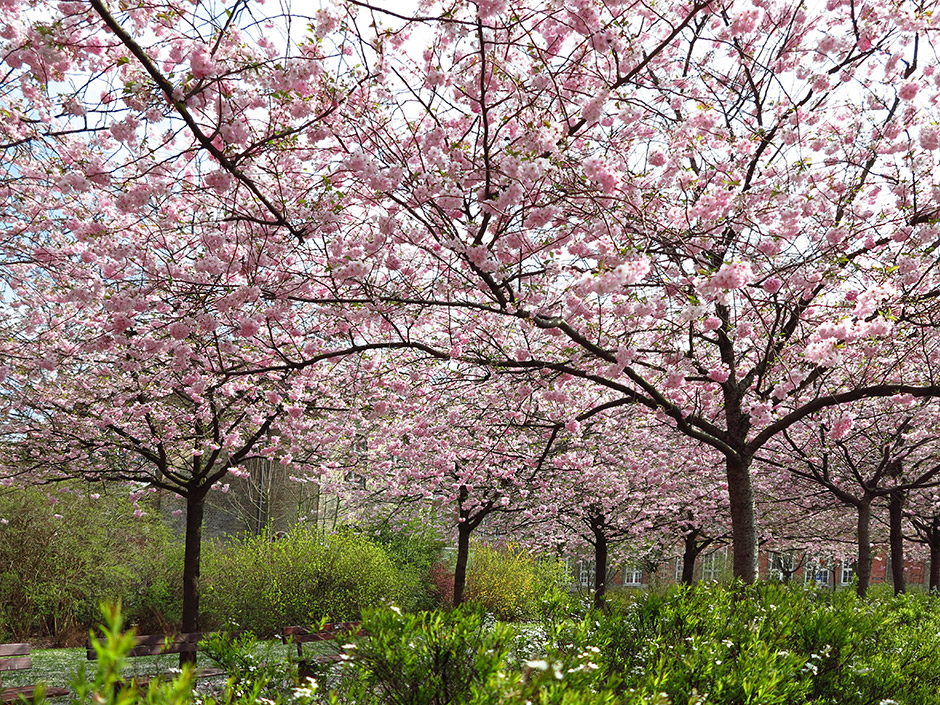 Kirschblüten...........