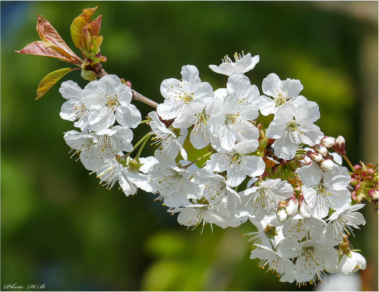 KIRSCHBLÜTEN