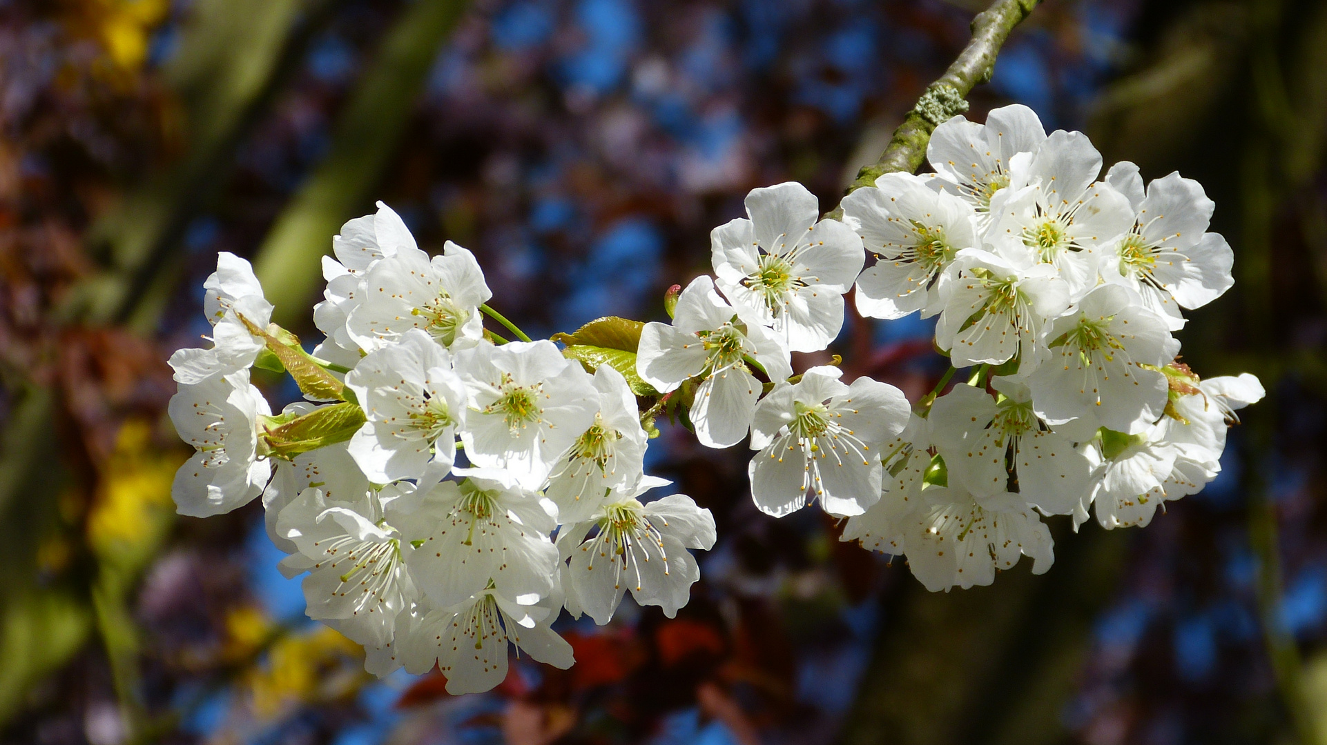 Kirschblüten 4