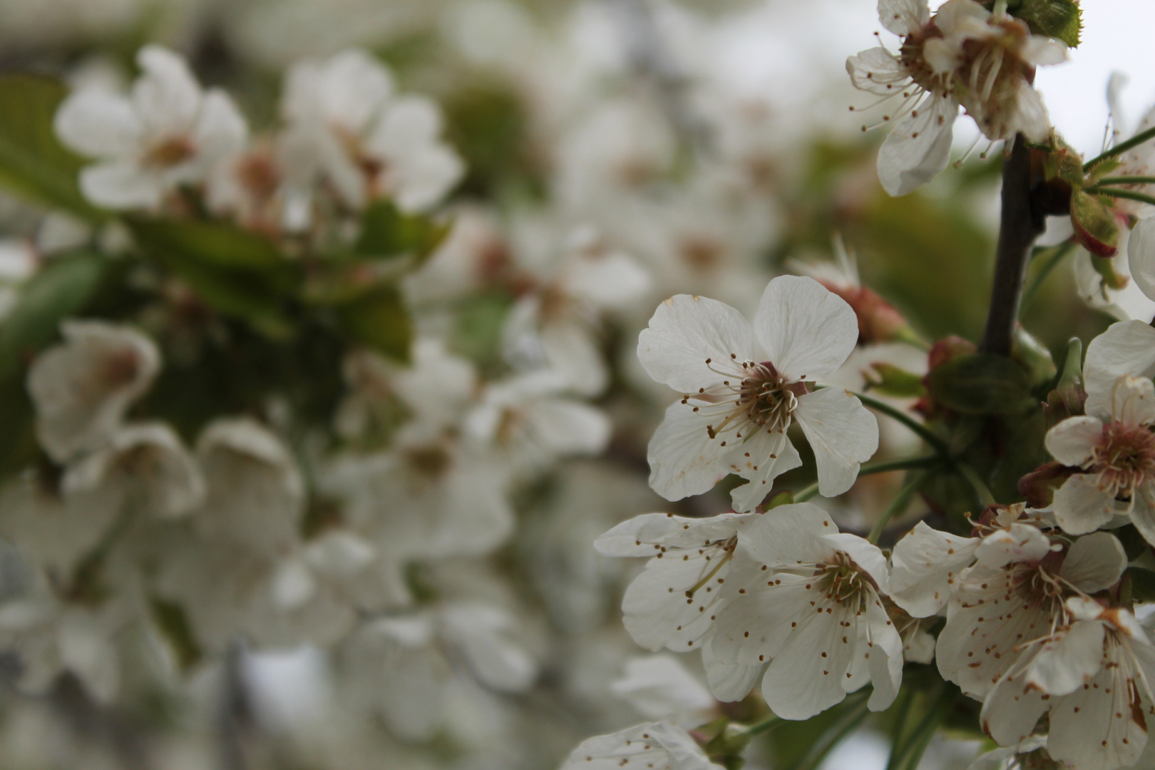 Kirschblüten