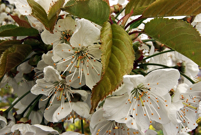 Kirschblüten