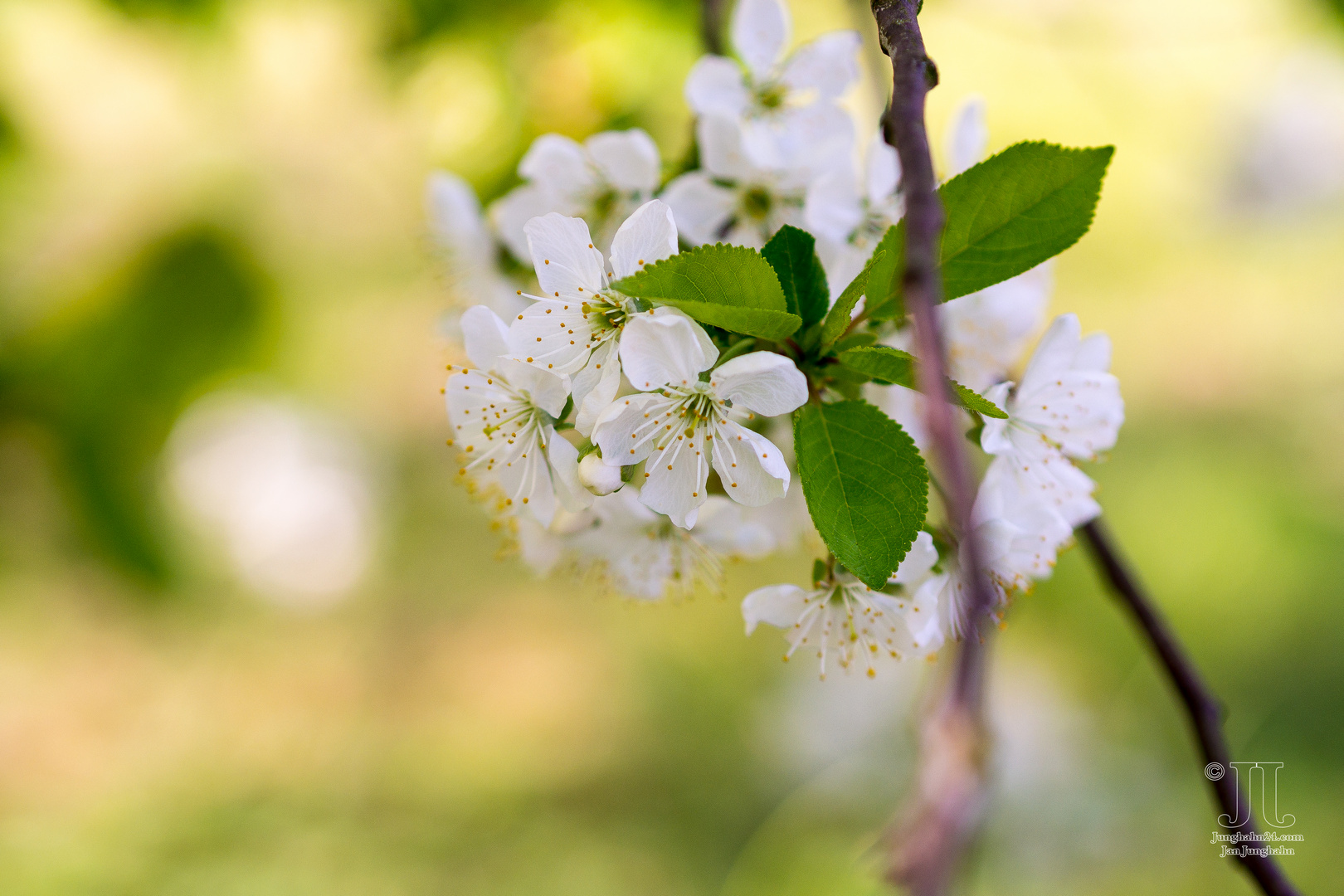 Kirschblüten