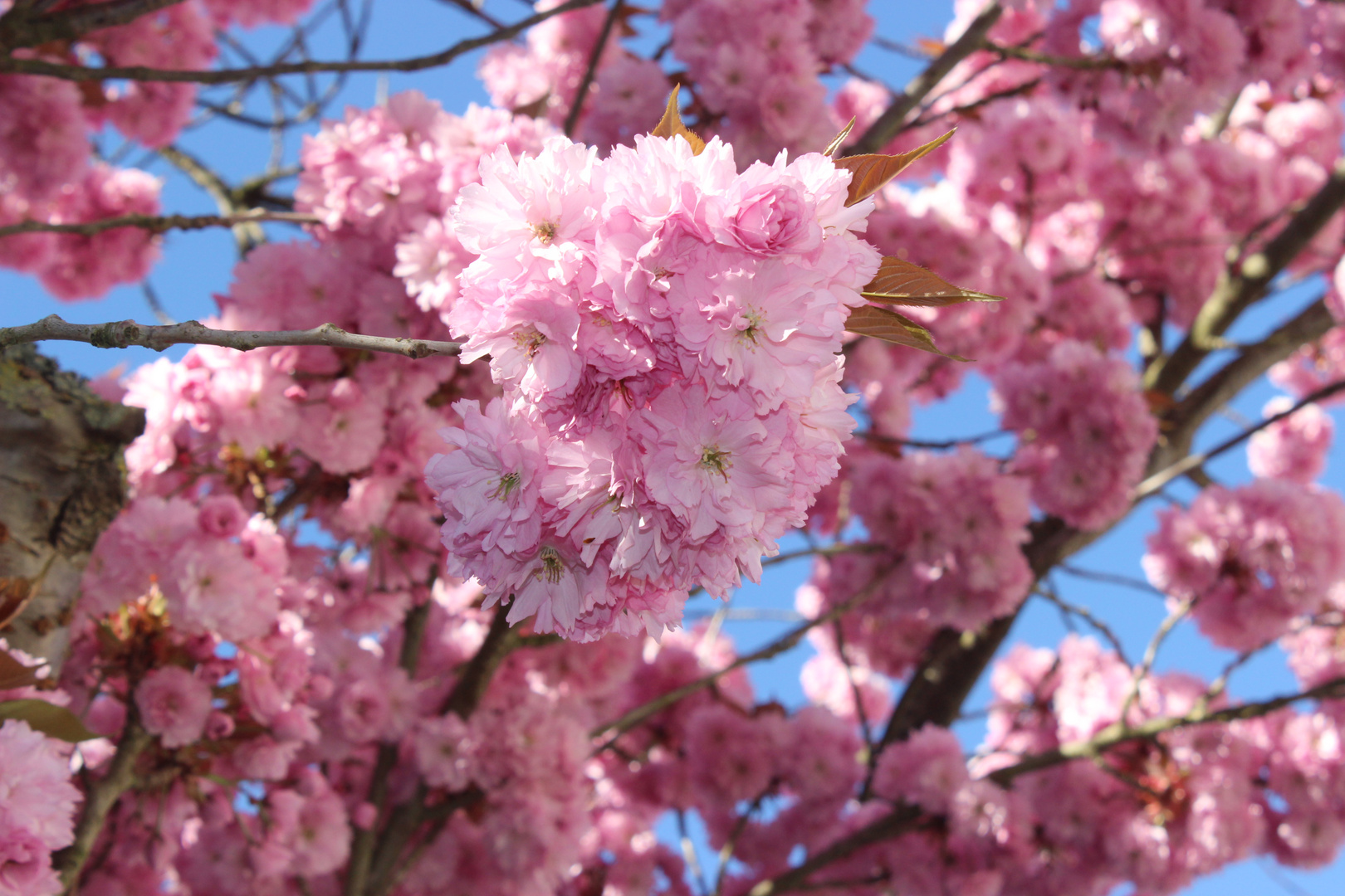 Kirschblüten