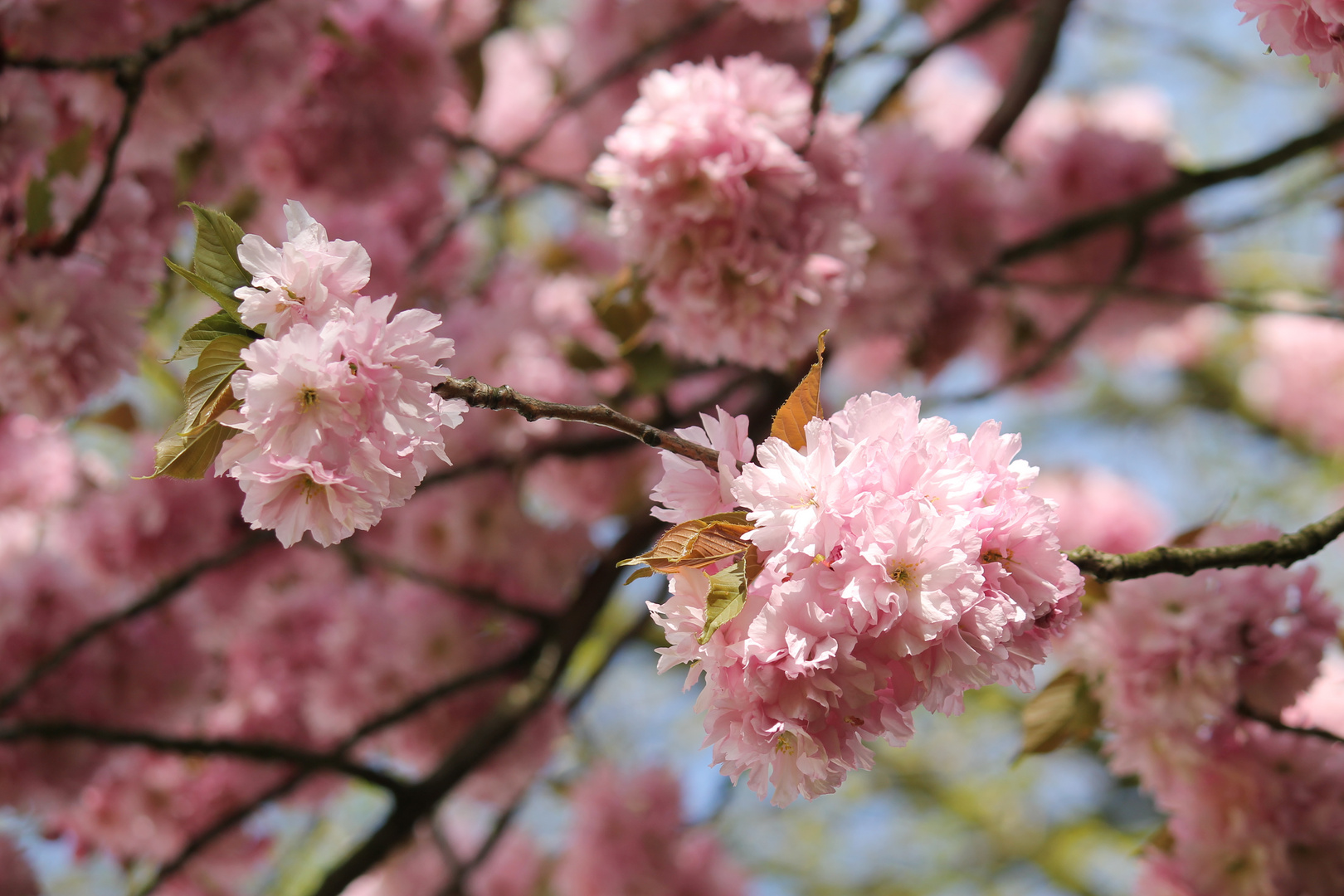 Kirschblüten