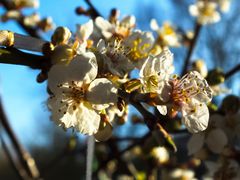 Kirschblüten