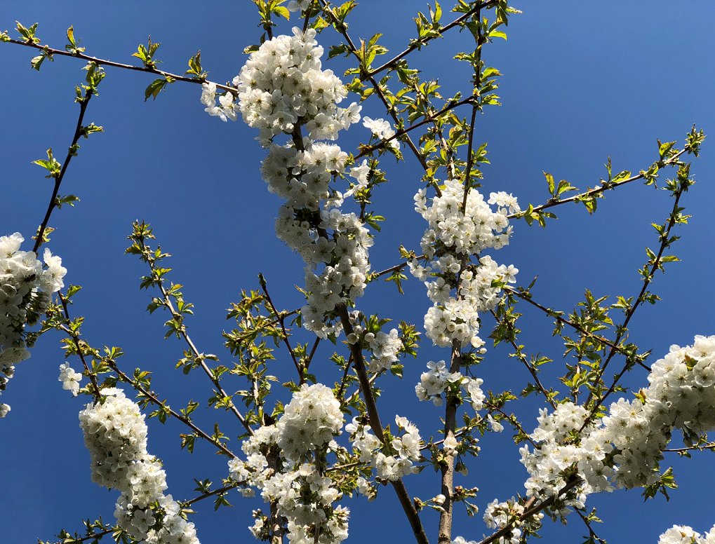 Kirschblüten