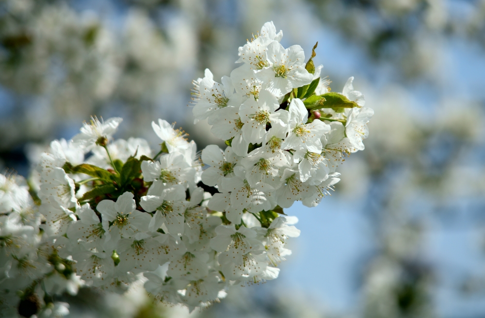 Kirschblüten