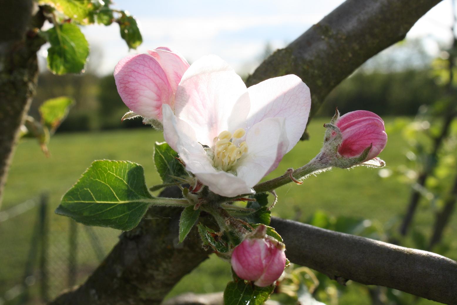 Kirschblüten