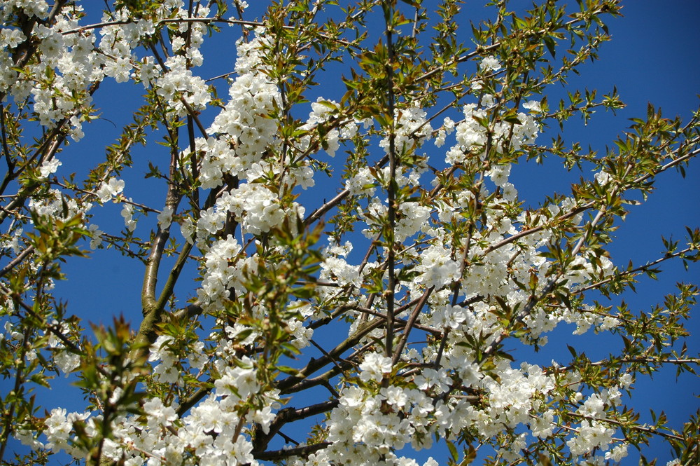 Kirschblüten