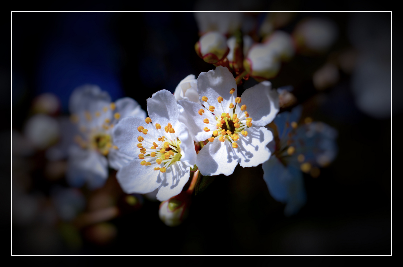 KIRSCHBLÜTEN