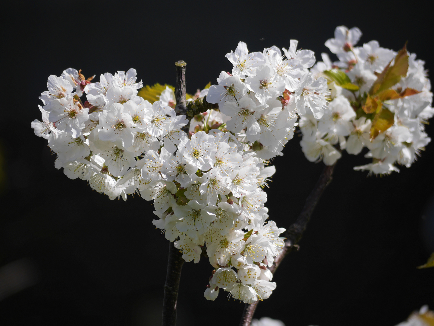 Kirschblüten