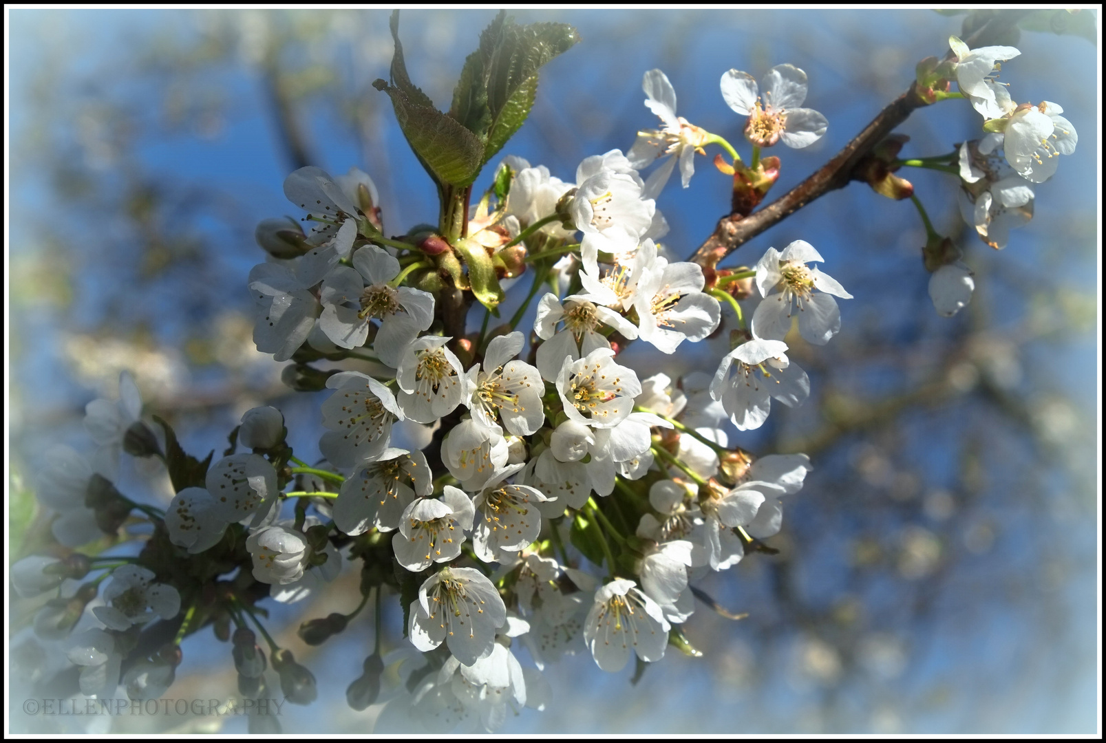 Kirschblüten