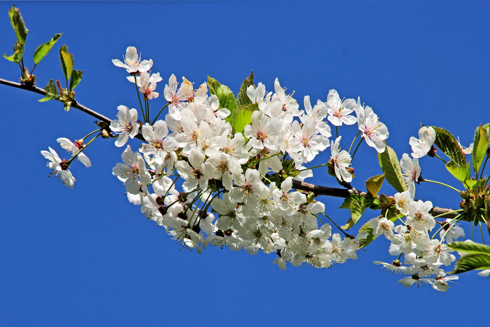 Kirschblüten