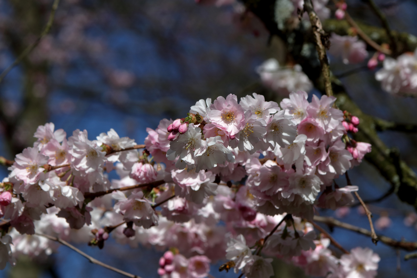 Kirschblüten