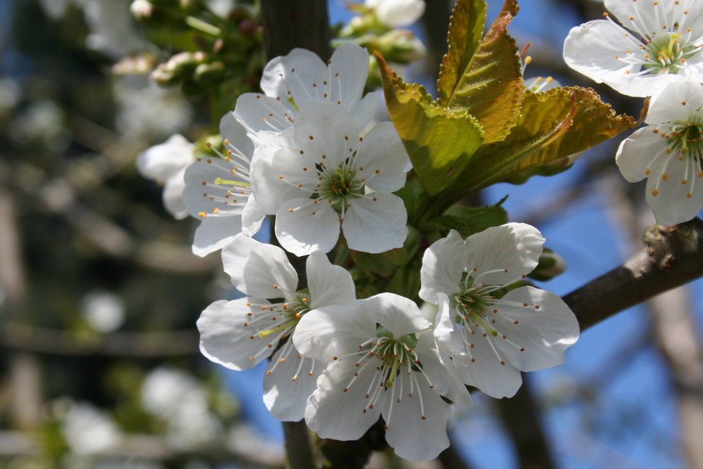 Kirschblüten