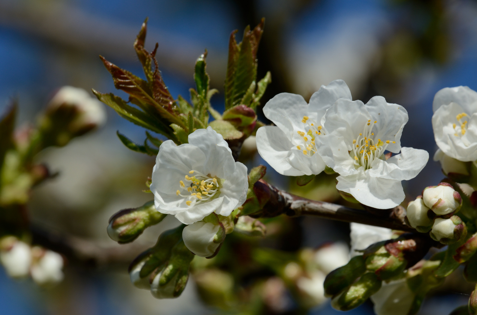 Kirschblüten 5