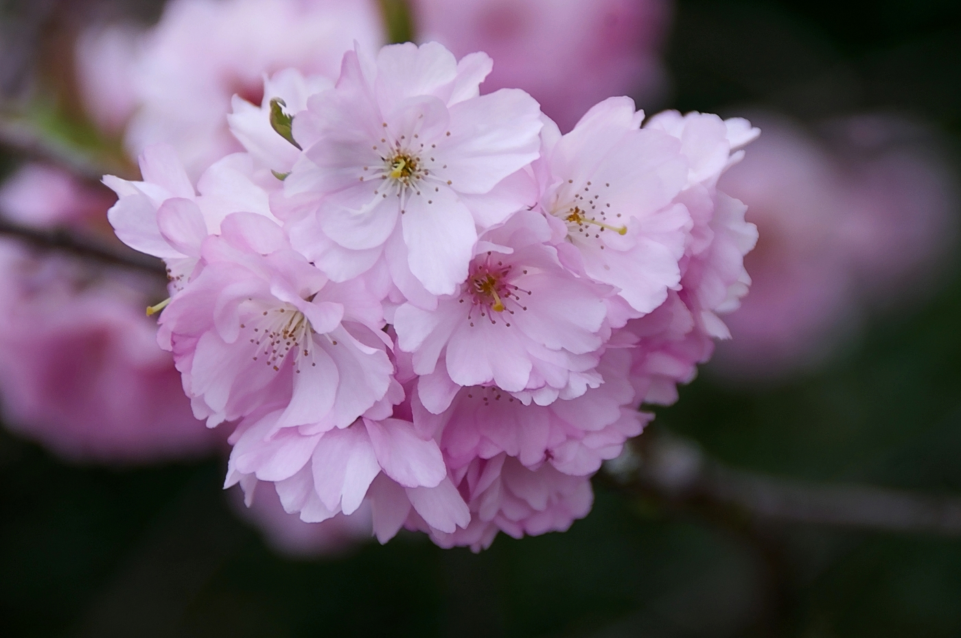 ~~Kirschblüten~~