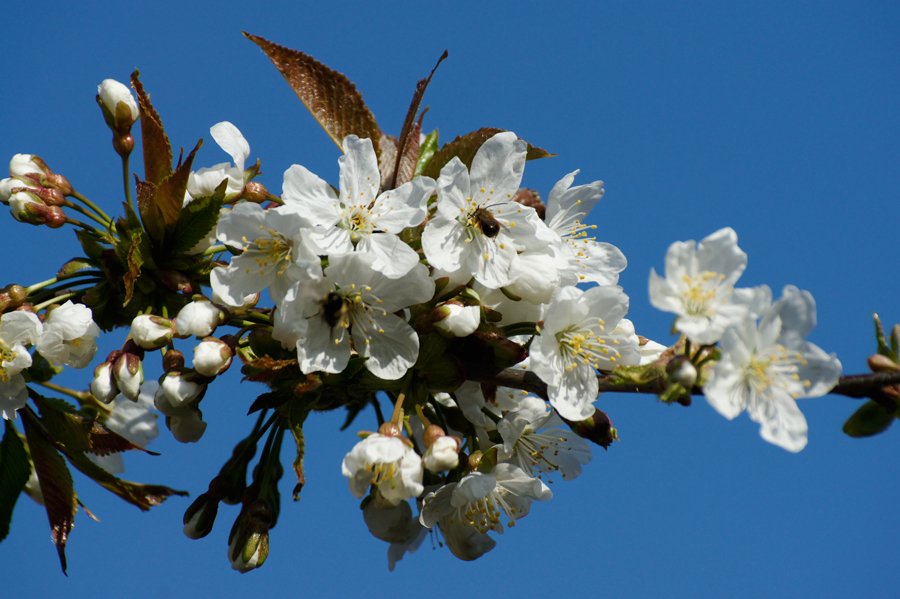 Kirschblüten