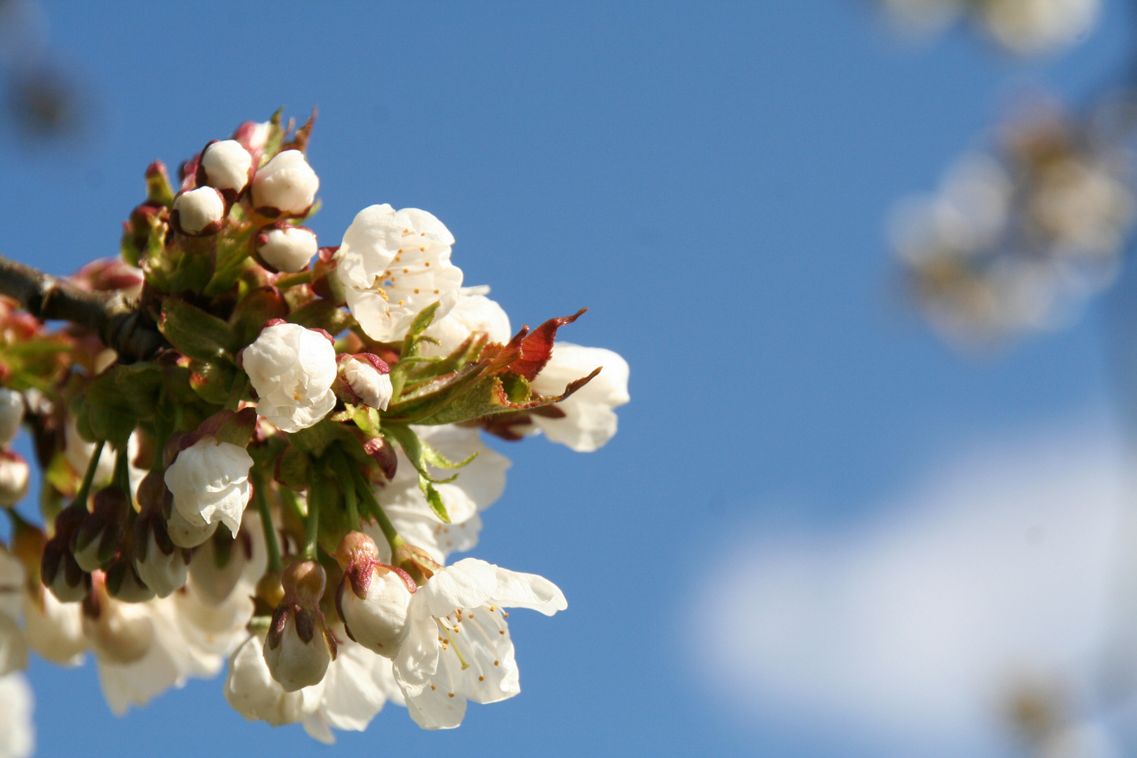 Kirschblüten !